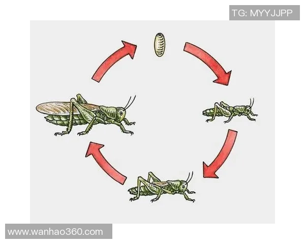 南京乒乓球队战术解析：从技术细节到比赛策略的全面探讨