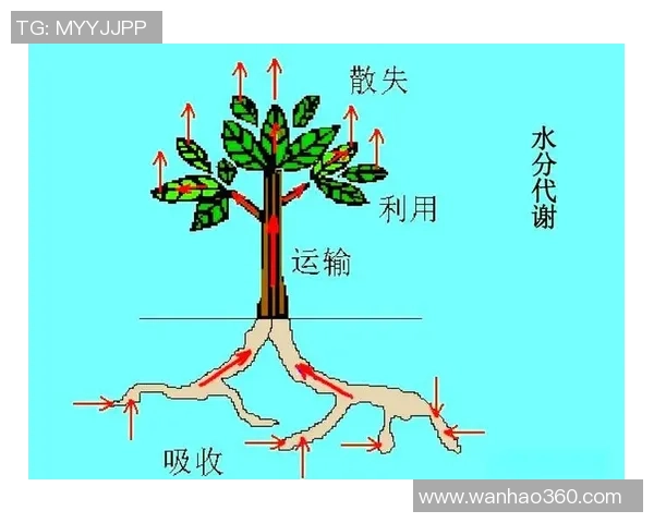 深入探讨北京乒乓球队战术表现的数据分析与策略优化研究